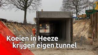 Deze koeien uit Heeze krijgen hun eigen tunnel