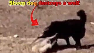 Sheepdog Unleash A Savage Attack On A Wolf!