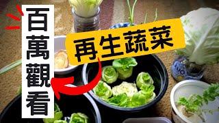 How to regrow【不用種子直接種的菜】詳細介紹菜生菜 | 再生蔬菜 | 再生經驗分享 | 不用種子的蔬菜 | 不用種子的蔬菜 | 超市買來就種 | 以菜種菜 |