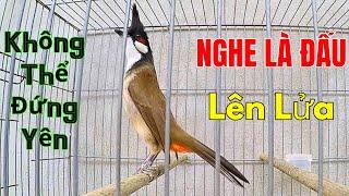 Chào Mào Kích Bổi Lên Lửa!.. Luyện Chào Mào Hót Đấu - Chào Mào Kích Trống Hót Căng Lửa. chào mào đấu