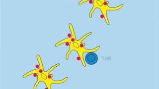 Dendritic Cell Migration