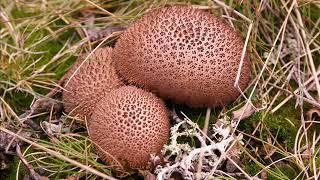 Lycoperdon umbrinum