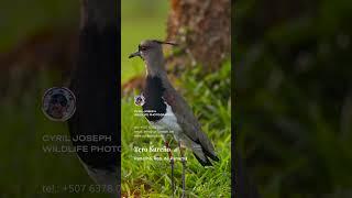 ¡Tero Sureño (Vanellus chilensis)   #wildlifeshorts #shorts