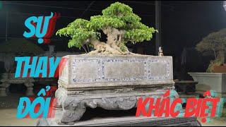 NamLe Bonsai | Quá trình lên chậu cổ cho cây sanh