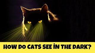 How Do Cats See in the Dark? | Cats Knowhow