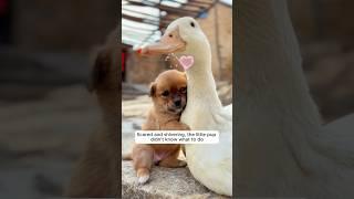 This lost puppy was adopted by a mother duck #shorts