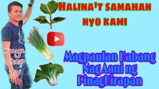 Harvesting Kinchay( Chinese Celery)/Kuya Otep TV