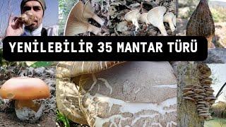 Yenilebilir mantarlar, 35 Wild edible mushrooms, Tüketilen mantarlar, Zehirsiz mantarlar, BigAli