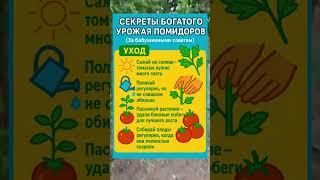  СЕКРЕТЫ БОГАТОГО УРОЖАЯ ПОМИДОРОВ ️ СОВЕТЫ ОТ БАБУШКИ! 