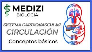 Sistema Cardiovascular - Circulación (Fácil)