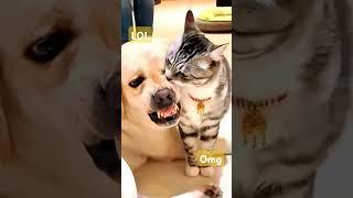 CATS AND DOGS MESSING WITH EACH OTHER