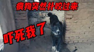 48.When I came to a kennel in Xinjiang, a mad dog suddenly bit me!