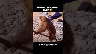 Put that sloth down! NOW! #onlyinaustralia #sloth #voiceover #harrypotter