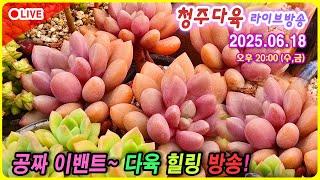 청다 라이브 카페 힐링 방송, 다육이 잘 키워보기!  6월 18일