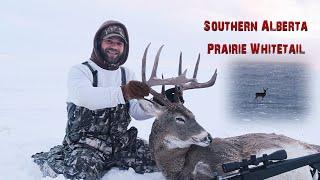 Southern Alberta Prairie Whitetail - Giant Southern Alberta Whitetail Getting Chased by Truck Hunter