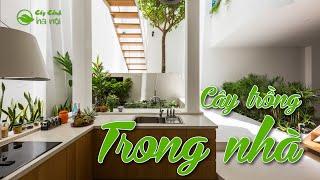 7 loại cây cảnh trồng trong nhà cực khoẻ và dễ trồng