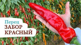 Перец ЗАБОР красный  - королевский перец !