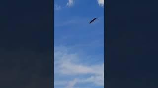  MÄUSEBUSSARD  im Kreisflug über mir️🪶