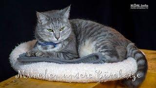 Die Rhoen-Grabfeld.TV Bürokatze