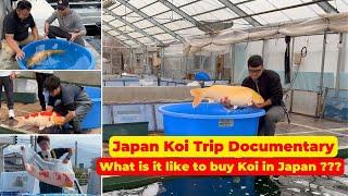 What is it like to buy Koi Fish in Japan? Japan Harvest Season Koi Trip