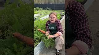 Как хранить морковь?