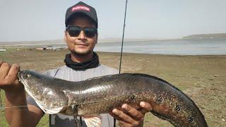 Emperior Snakehead caught by Bhopal Snakehead Angler Aamir khan