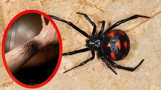 Top 10 MOST VENOMOUS SPIDERS In The World