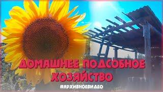 Домашнее Подсобное Хозяйство // Архивное Видео // ЛПХ-Кирсановы