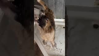 Спасаемся от жары .Вот так наши красавцы любят ванну принимать.