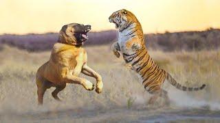 Can Kangal Win a Tiger, Lion or Jaguar in a One-On-One Fight?!