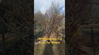 Wrapping the Fig Trees for Winter