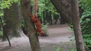 Little forest squirrel and a dog