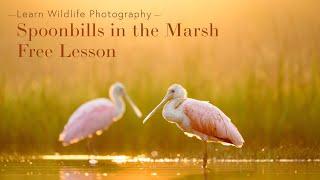 Spoonbills in the Marsh - Free Lesson