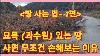 땅 사는 법 1편- 묘목(과수원) 있는 땅 사면 무조건 손해보는 이유?(농사의신)