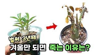 사막의장미(석화) 매년 겨울에 죽었던 이유는?