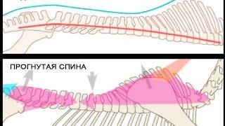 Биомеханика работы спины лошади