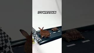 Tortoise vs Hare IRL