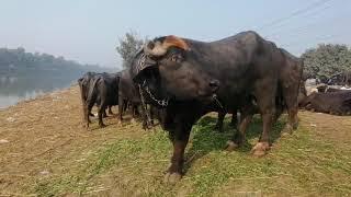 Shahbaz Gujjar's buffalo