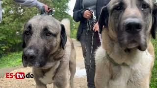 Kangal-Hirtenhunde suchen ein Zuhause - Tierheim Esslingen