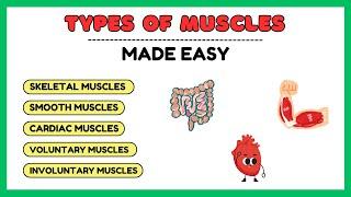 Types of muscles, smooth muscles, cardiac muscles, skeletal muscles, physiology made easy