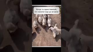 Танцующий гусь  Когда ты один накатил до встречи  #животные #прикол #видеооживотных