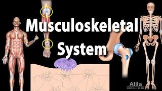 Overview of the Musculoskeletal System, Animation