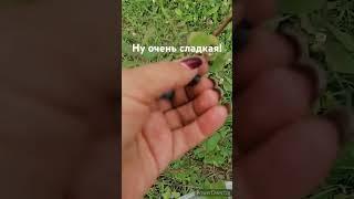 Жимолость Югана#растения#жимолость #саженцы #дача #отправкапочтой