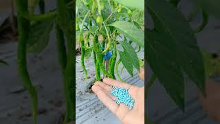 Best NPK Fertilizer For Chili Plants Diva Garden