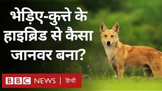 Wolf Dog: Maharashtra में मिला ये जानवर भेड़ियों के लिए ख़तरे की घंटी क्यों है? (BBC Hindi)