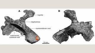 Dino-Mite Chindesaurus Facts That Kids Will Love