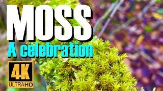 Moss: A celebration. A bonsai enthusiast raves about humble moss.