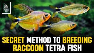 Raccoon Tetra Breeding SECRETS You Never Knew Existed! | Serendib Aquatics
