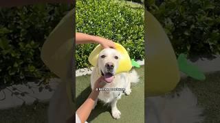 This golden retriever is getting ready for it’s first Halloween party  #goldenretriever #dogs