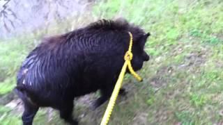 Leash training my feral pig!